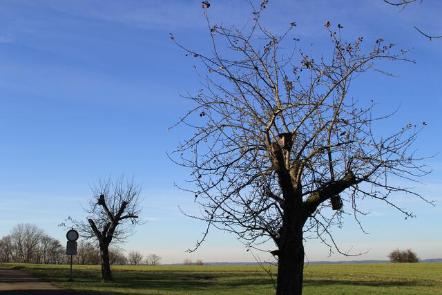 schee | Foto: Ralf Röser