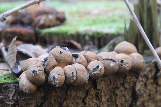 was sind denn das für Dinger? | Foto: Ralf Röser