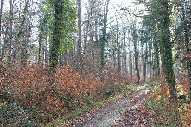immer weiter | Foto: Ralf Röser