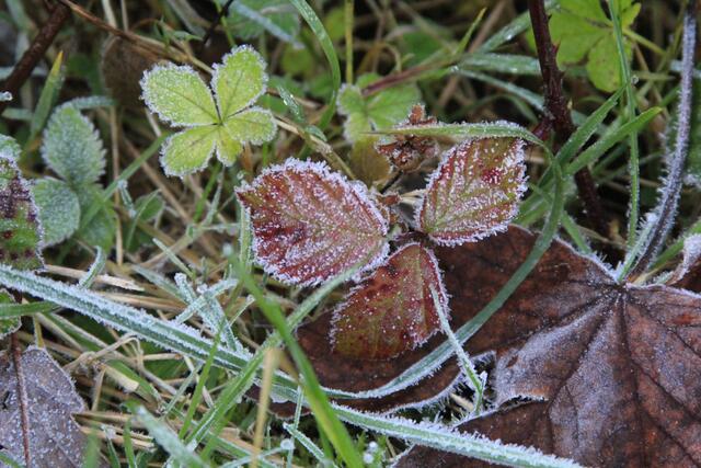 Frostig | Foto: Ralf Röser
