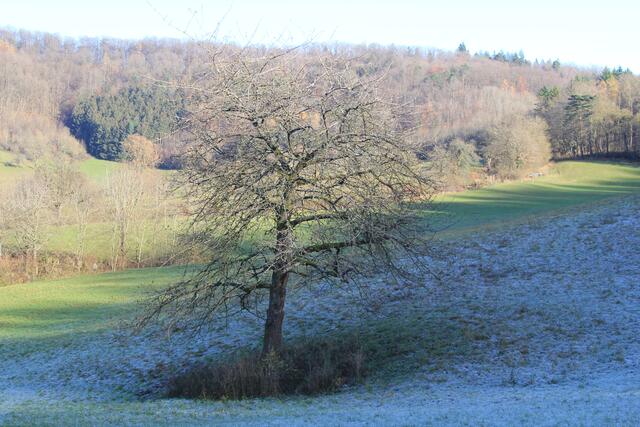 toller Baum | Foto: Ralf Röser
