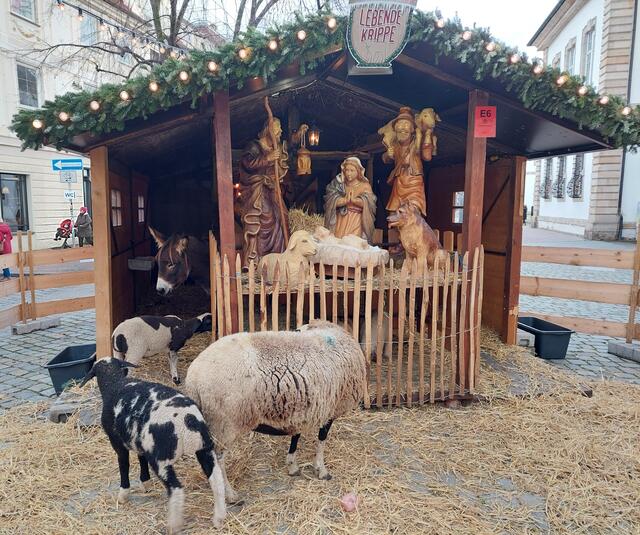 Die lebendige Krippe hat so nett-gemusterte Schäfchen und einen geduldigen Esel zu bieten. | Foto: Foto privat