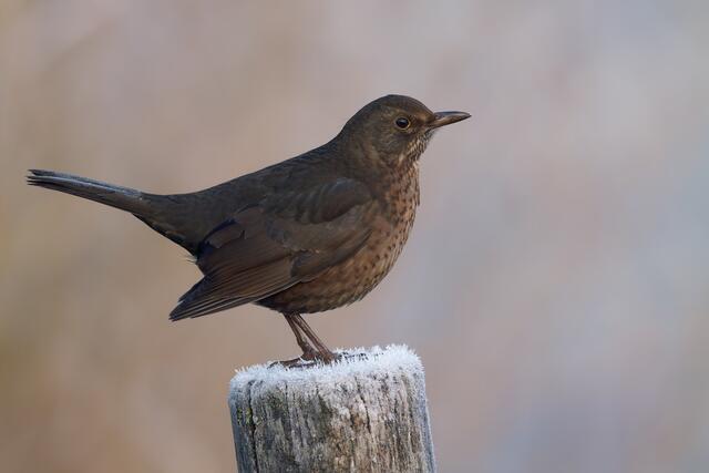 Amsel im Winter | Foto: Jörg Haffelder