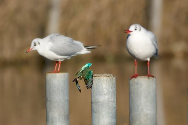 Flucht nach vorne | Foto: Jörg Haffelder