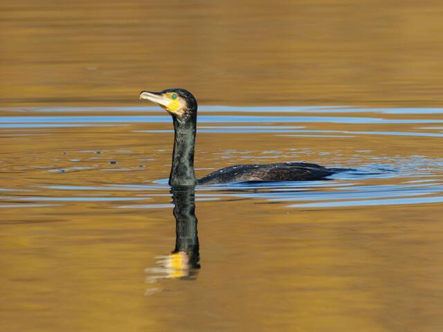 Kormoran | Foto: Jörg Haffelder