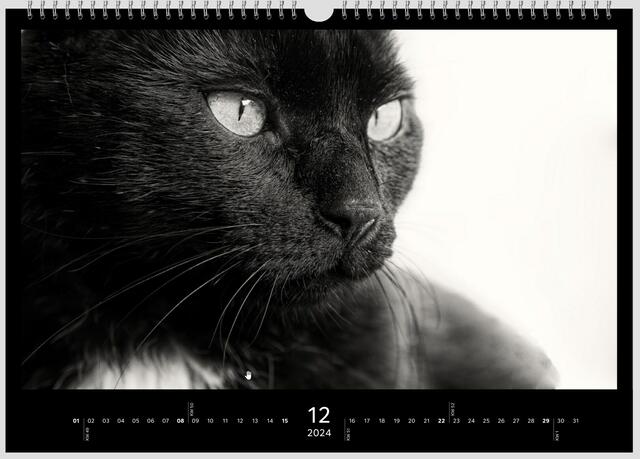 Isser nicht ein Schöner 😼😊 | Foto: WKY