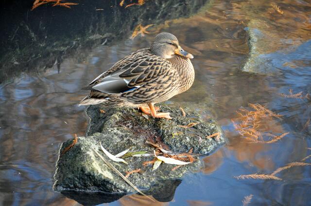 Noch sitzen die Enten gemütlich im und am Wasser. | Foto: Daniela Somers
