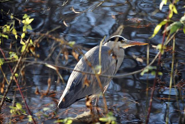 Der Graureiher ist ein schönes Modell | Foto: Daniela Somers