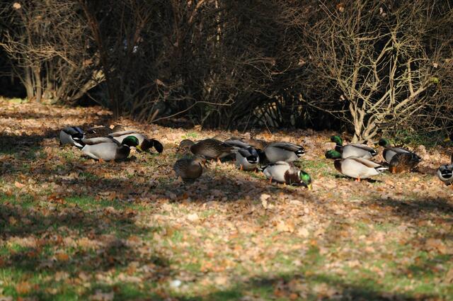 Die Entenschar hat sich komplett auf die Wiese begeben und sucht dort nach Futter. | Foto: Daniela Somers