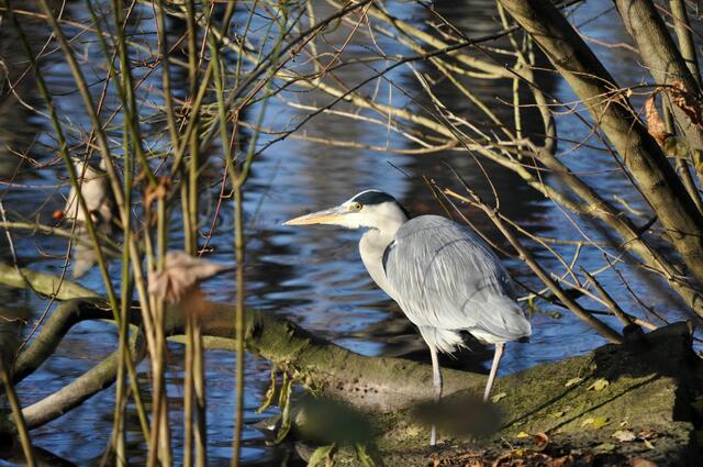 Der Graureiher ist ein schönes Modell | Foto: Daniela Somers