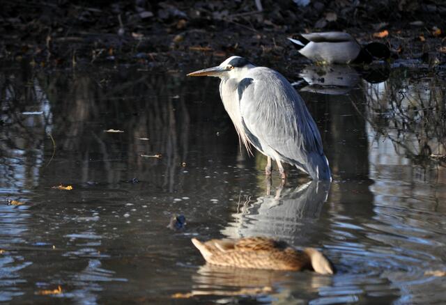 Enten und Graureiher haben keine Scheu voreinander. | Foto: Daniela Somers