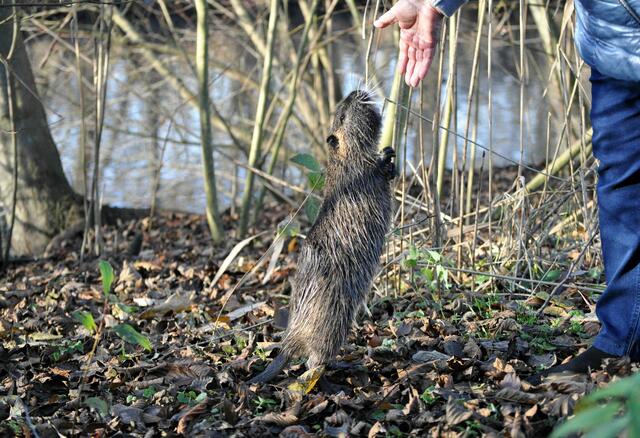 Niedlich. Aber im Geiste habe ich schon den Krankenwagen bestellt. | Foto: Daniela Somers
