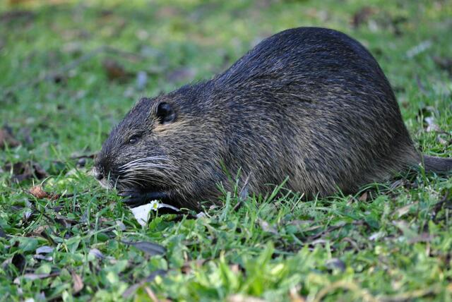 Drei junge Nutrias suchen sich ihr Fressen. | Foto: Daniela Somers