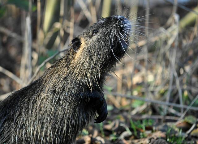 Niedliche Nager | Foto: Daniela Somers