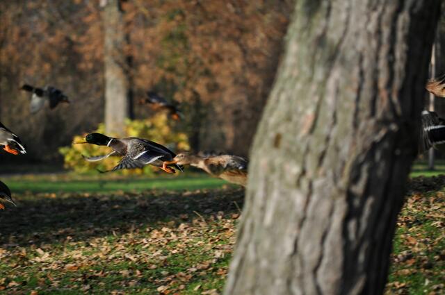 Nur schnell zurück in den See | Foto: Daniela Somers