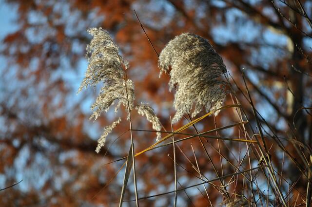 Die Gräser sind wunderschön im Herbst. | Foto: Daniela Somers