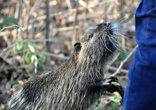 So nah würde ich den kleinen Racker nicht an mich ran lassen. | Foto: Daniela Somers