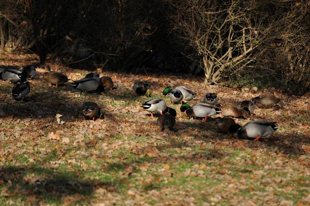 Was es da wohl feines zu futtern gibt? | Foto: Daniela Somers