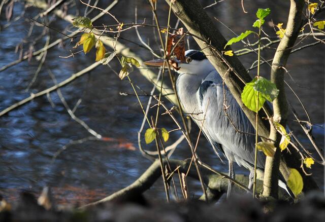 Vielleicht denkt er ich sehe ihn so nicht. | Foto: Daniela Somers