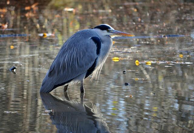 Der Graureiher ist ein schönes Modell | Foto: Daniela Somers