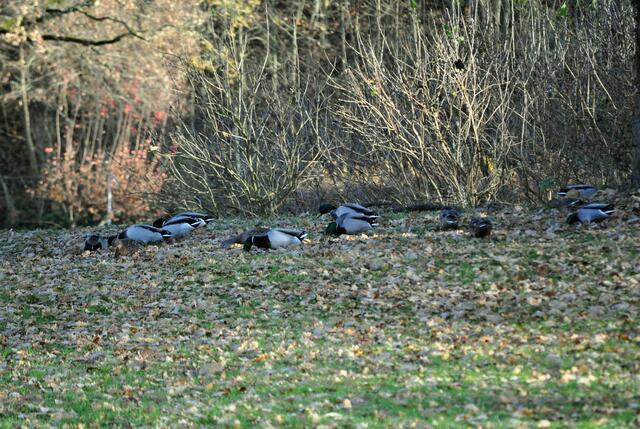 Eifrig wird die Wiese abgesucht. | Foto: Daniela Somers