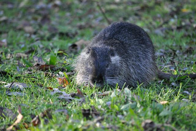 Drei junge Nutrias suchen sich ihr Fressen. Niedlich, aber eben ein Wildtier. | Foto: Daniela Somers
