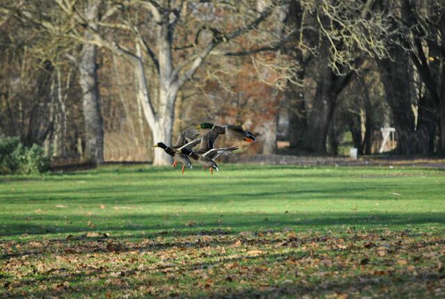 Da hat sich ein Tier erschrocken und die ganze Schar flüchtet ins Wasser. | Foto: Daniela Somers
