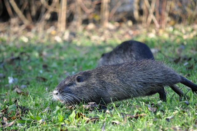 Drei junge Nutrias suchen sich ihr Fressen. Für ein schönes Kraut kann man sich schon mal lang machen. | Foto: Daniela Somers