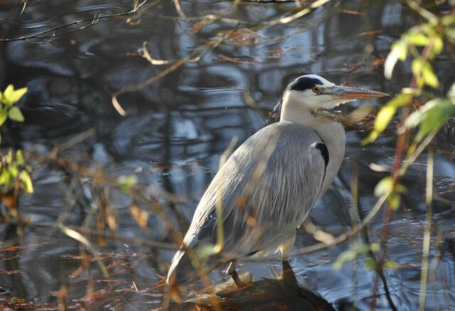 Der Graureiher ist ein schönes Modell | Foto: Daniela Somers