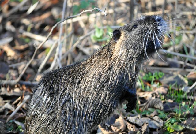 Die Tiere haben wirklich keine Scheu vor den Menschen. | Foto: Daniela Somers