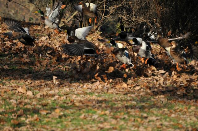 Hektik bricht los. Da hat sich ein Tier erschrocken und alle fliegen auf. | Foto: Daniela Somers
