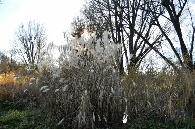 Die Sonne blitzt hinter den Gräsern durch. | Foto: Daniela Somers