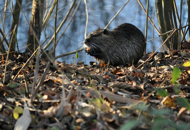 Da gibt es Möhre. Nett anzuschauen wenn sie die Möhre knabbern. Aber man sollte die Tiere eigentlich nicht füttern. | Foto: Daniela Somers