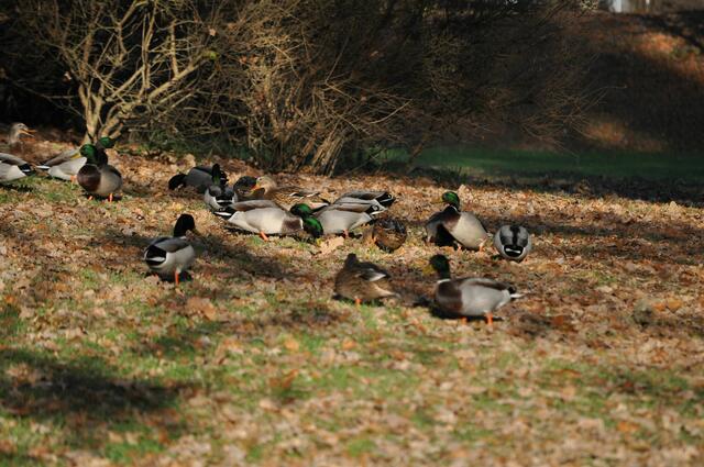 Die Entenschar beim Futter suchen. Erinnert mich an eine Schafherde. | Foto: Daniela Somers