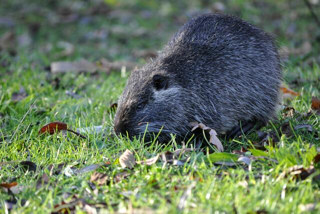 Drei junge Nutrias suchen sich ihr Fressen. | Foto: Daniela Somers