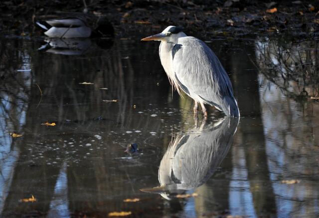 Der Graureiher ist ein schönes Modell | Foto: Daniela Somers