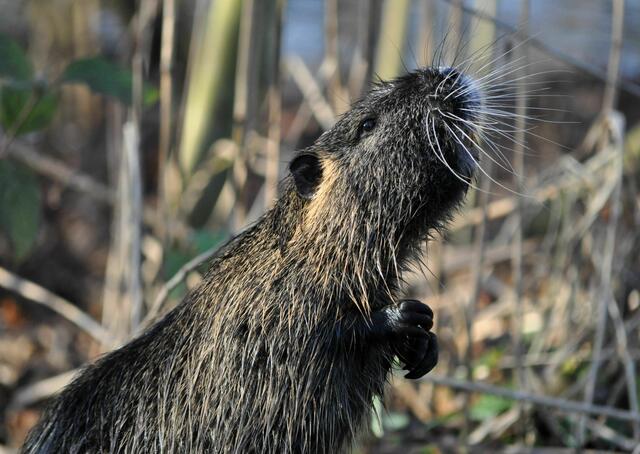 Sie sehen so niedlich und harmlos aus. Das verlockt schon manche Leute dazu die Distanz zu vergessen. | Foto: Daniela Somers