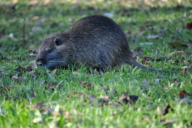 Drei junge Nutrias suchen sich ihr Fressen. | Foto: Daniela Somers