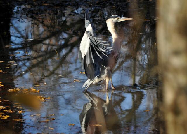 Erstmal die Feder sortieren. | Foto: Daniela Somers