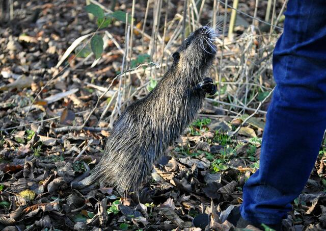 Da macht sich so ein Nutria schon mal ganz lang, in der Hoffnung auf Futter. | Foto: Daniela Somers