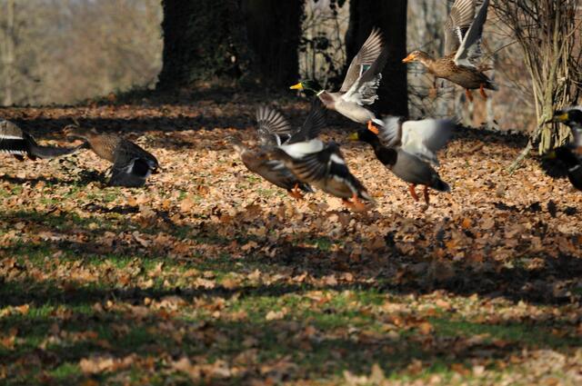 Schnell zurück ins Wasser. | Foto: Daniela Somers