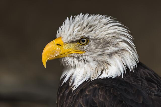 Weißkopfseeadler | Foto: Egon Groß