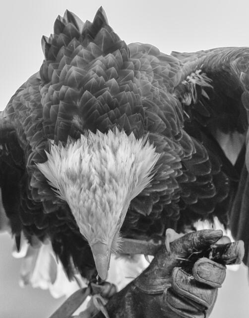 Belohnung für den Weißkopfseeadler | Foto: Egon Groß
