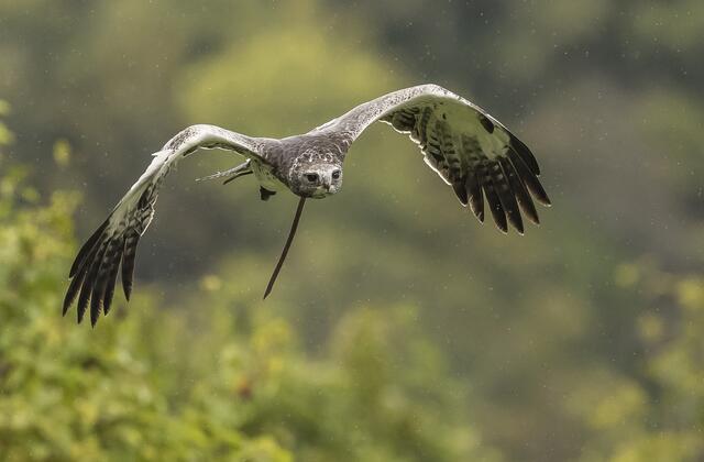 Adler im Anflug (genauer Name ist mir entfallen) | Foto: Egon Groß