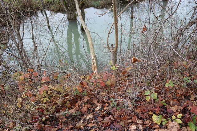 Aufgestauter Laibach | Foto: Marga Specht