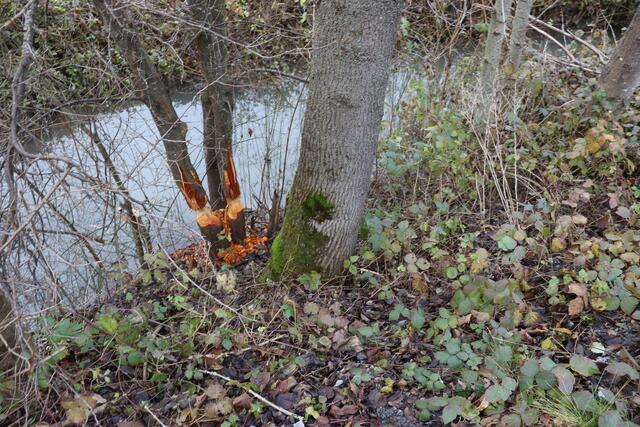 Biberspuren am Laibach | Foto: Marga Specht