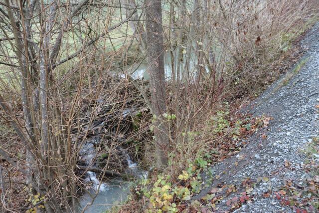 Biberdamm | Foto: Marga Specht