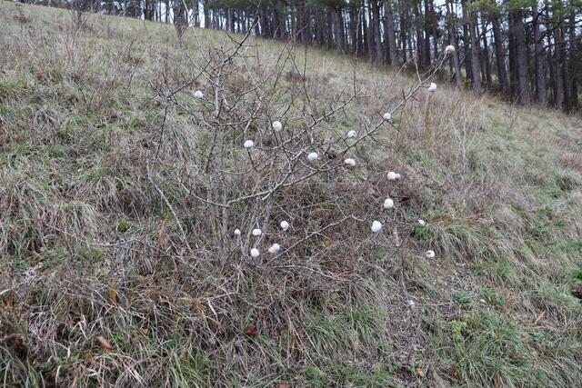 Schneckenbaum am Weg | Foto: Marga Specht