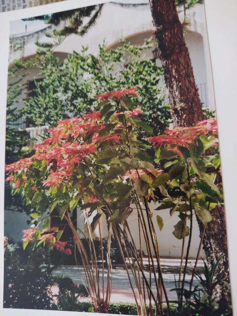 Blühender Weihnachtsstern in Mexiko. Hier sieht man deutlich, dass es sich um einen Halbstrauch handelt. | Foto: Daniela Somers