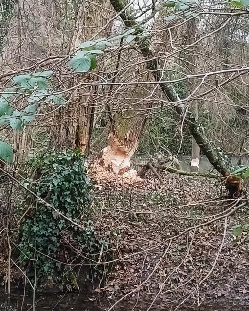 Biber haben ihre Arbeit geleistet | Foto: E. Rosendorf